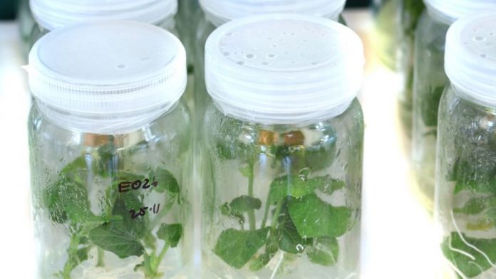 Οι βιοκαλλιεργητές αντιτίθενται στο ξεχωριστό πλαίσιο για τις νέες τεχνικές αναπαραγωγής φυτών