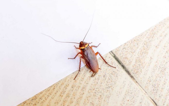 Aνησυχητικά αποτελέσματα - Oι κατσαρίδες γίνονται ανθεκτικές στα εντομοκτόνα