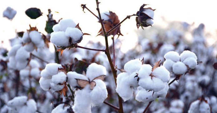 cotton-2