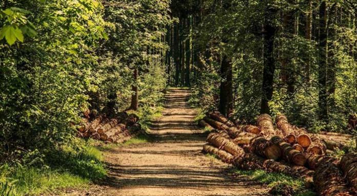 dasi-forest-programma