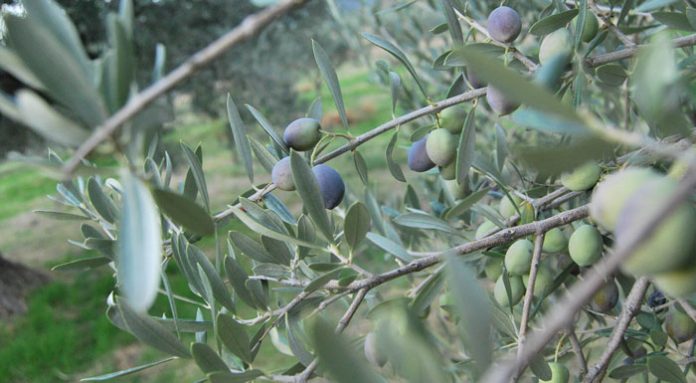elaiodentra_1
