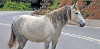 Ελεύθερο άλογο περιφερόταν στη δυτική Θεσσαλονίκη και τραυματίστηκε (βίντεο)