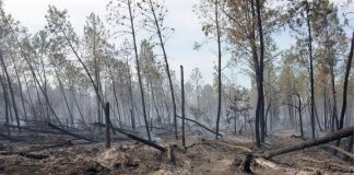 Γαλλία-καύσωνας: Χιλιάδες στρέμματα καλλιεργειών απανθρακώθηκαν από τις πυρκαγιές