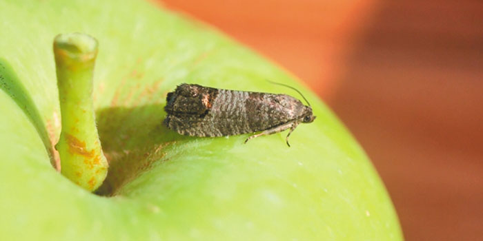 antimetopisi-astheneion-se-milia-kai-achladia-164139