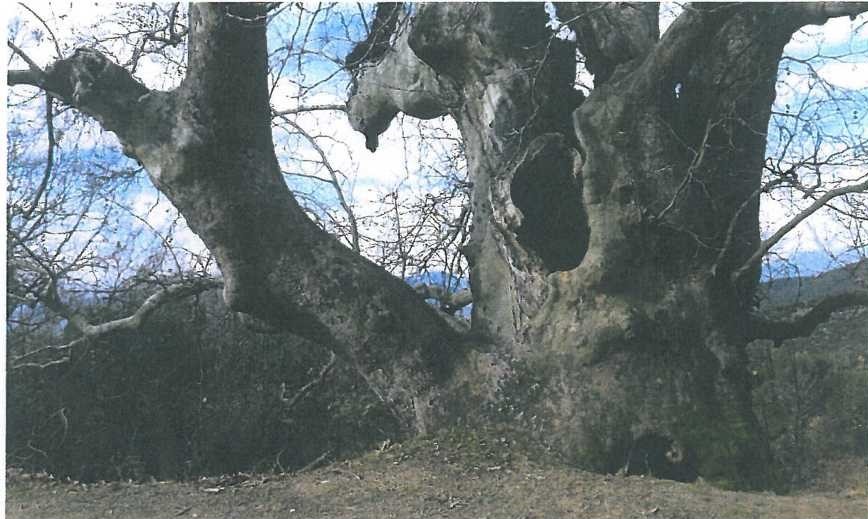 larisa-platanos-850-eton-166642
