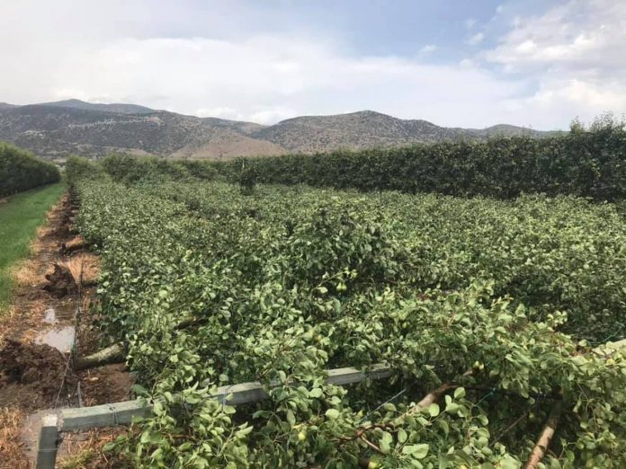 Χαλαζόπτωση και δυνατοί άνεμοι έπληξαν τον Τύρναβο - Ζημιές στις καλλιέργειες Χαλαζόπτωση και δυνατοί άνεμοι έπληξαν τον Τύρναβο - Ζημιές στις καλλιέργειες