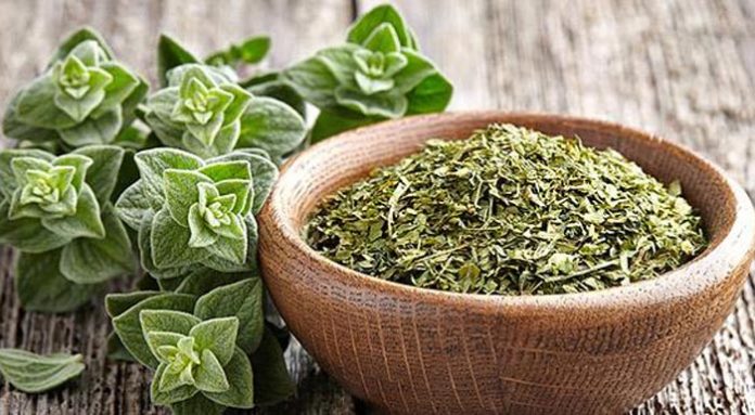 oregano-660