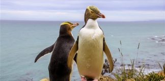 Πιγκουίνοι… διέρρηξαν εστιατόριο σούσι στη Νέα Ζηλανδία