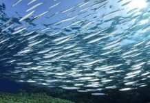 Ψάρια ιχθυοτροφείου vs θάλασσας - Όσα πρέπει να ξέρετε