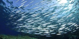 Ψάρια ιχθυοτροφείου vs θάλασσας - Όσα πρέπει να ξέρετε