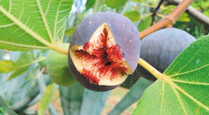 siko-fig-frouto
