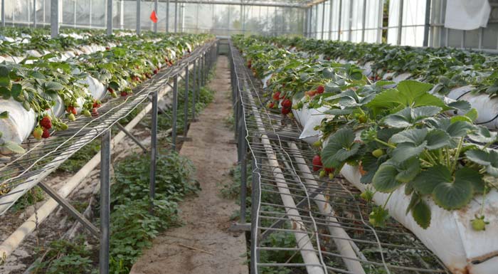 little-garden-ydroponiki-marmelada-fraoulas-163232