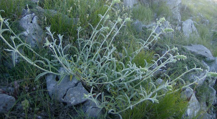 se-exarsi-i-paranomi-syllogi-aromatikon-fyton-164611