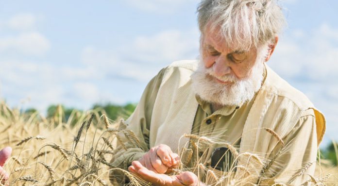 wheat-farm-papa