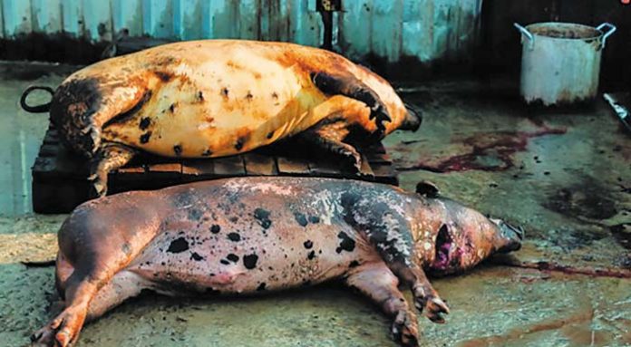 ASF-pigs