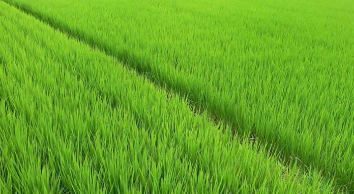 RICE_1