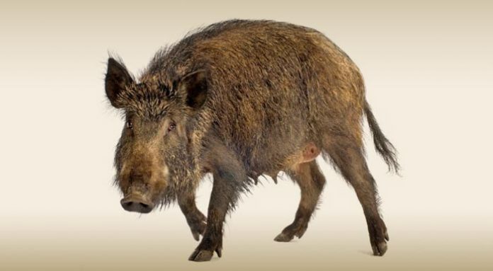 agrioxoiroi