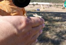 Η ακρίδα της Ηπείρου κινδυνεύει με εξαφάνιση