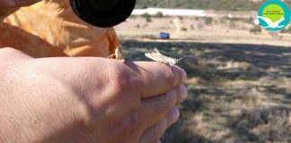 Η ακρίδα της Ηπείρου κινδυνεύει με εξαφάνιση
