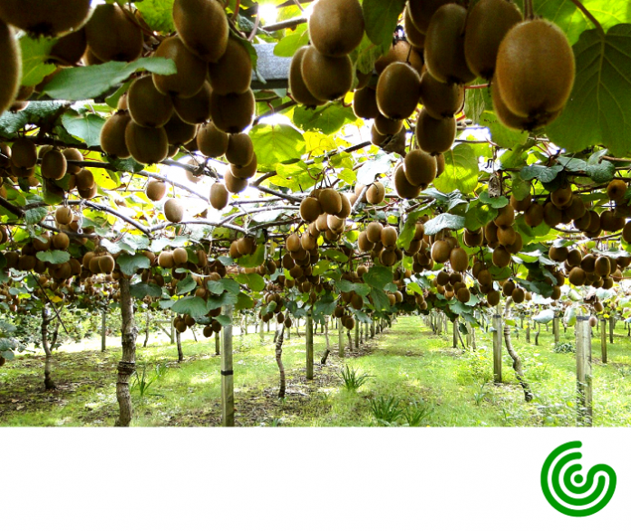 aktinidio_GS_AGRI_P-16