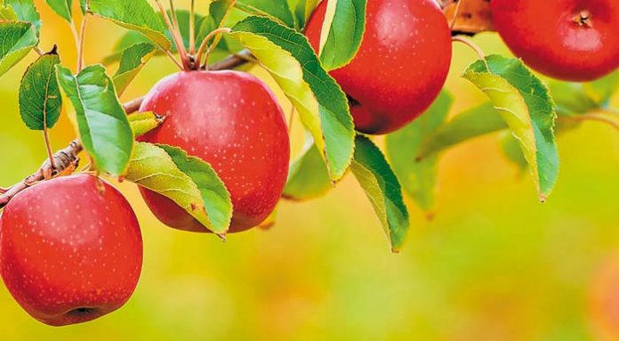 apples-milo