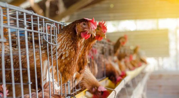 chickens_hens_caged_531563248_1200px