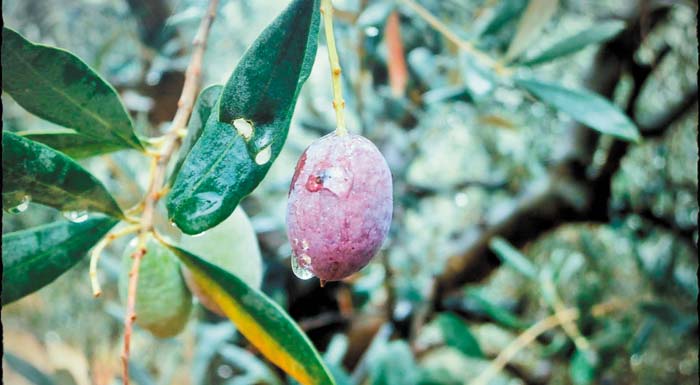 dakoktonia-2023-h-katanomi-epochikou-prosopikou-se-perifereiakes-enotites-kai-daok-168060