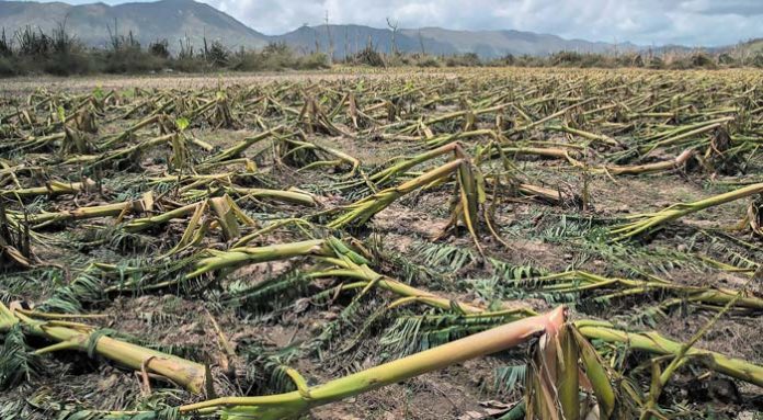 destrucci_n-plantaciones-Puerto-Rico