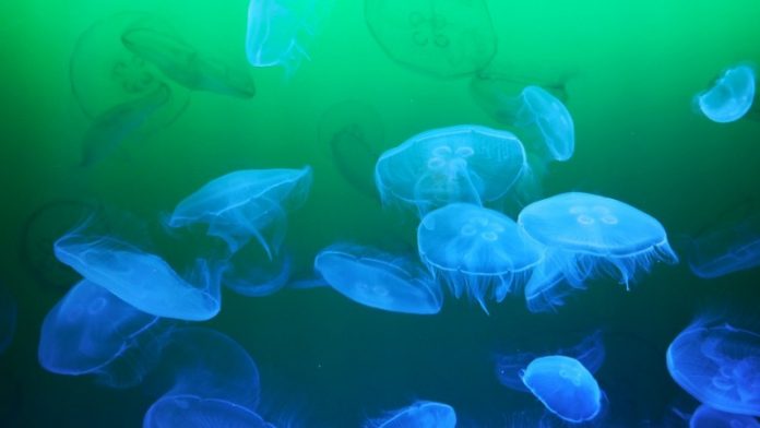Δωρεάν εφαρμογή εντοπίζει τσούχτρες (βίντεο) Δωρεάν εφαρμογή εντοπίζει τσούχτρες (βίντεο)