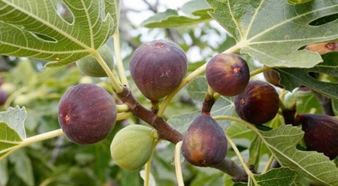 fig-suko