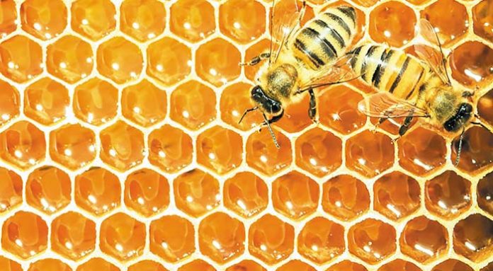 honey_bees_on_honey_cells_129385973_1200px
