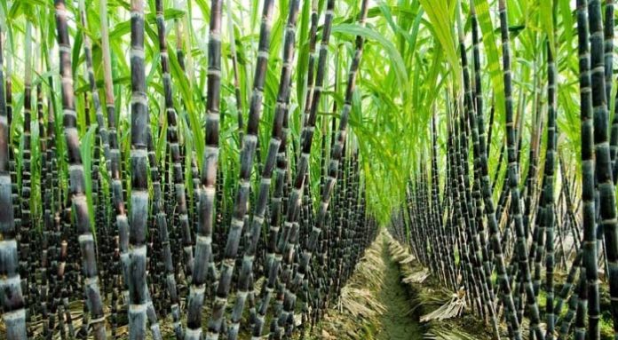 k4-sugar-cane