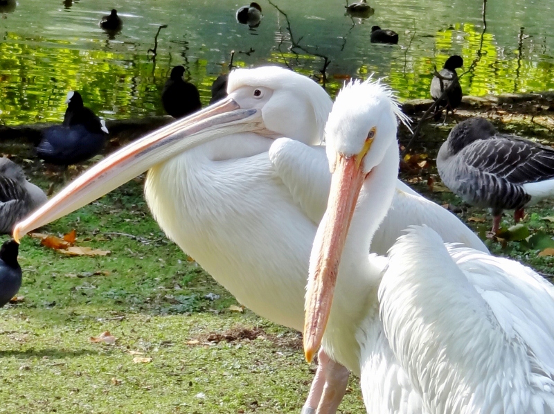 ependyseis-se-agrovoltaika-130-mw-me-timi-65-evro-mwh-fernei-neo-nomoschedio-tou-ypen-168763