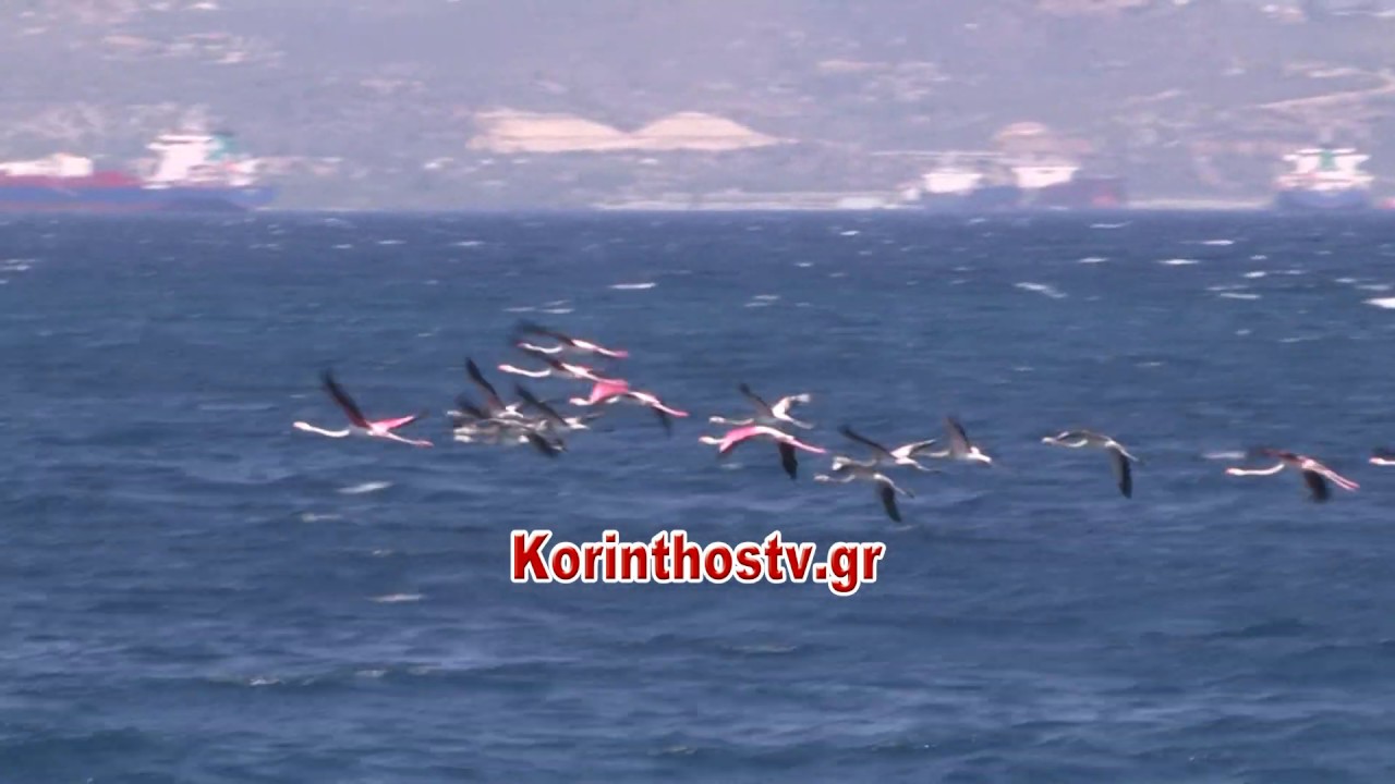 epelasi-apo-mageftika-roz-flamingko-stin-korintho-169289