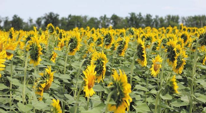 sunflowe