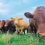 ΣΕΚ: Η χορήγηση Συνδεδεμένης βόειου κρέατος δεν οδήγησε στην αύξηση της εγχώριας παραγωγής