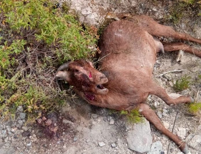 Ζημιές στο ζωικό κεφάλαιο από επιθέσεις αδέσποτων σκυλιών καταγγέλλουν οι κτηνοτρόφοι της Καβάλας Ζημιές στο ζωικό κεφάλαιο από επιθέσεις αδέσποτων σκυλιών καταγγέλλουν οι κτηνοτρόφοι της Καβάλας