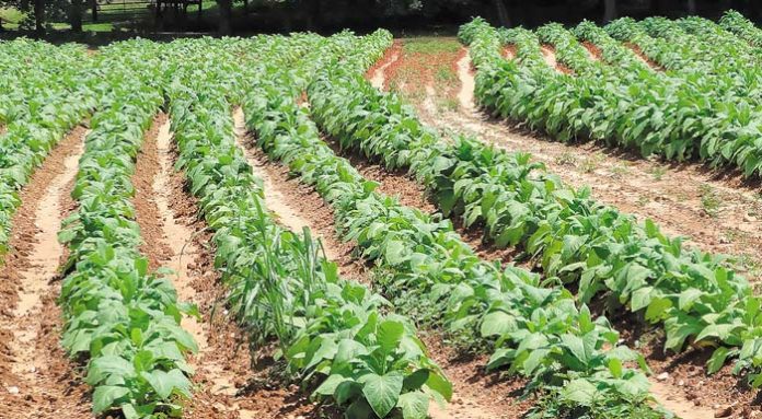1280px-Tobacco_plants_in_rows;_Clover,_VA;_2013-07-14