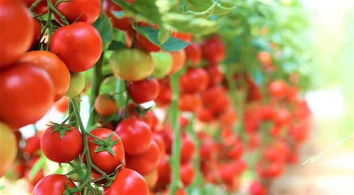 Tomato_Farming_Guide