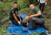 Απεγκλωβισμός παγιδευμένης αρκούδας στο Δίστρατο Κόνιτσας