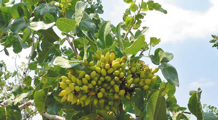 entoma-apeiloun-tin-kalliergeia-tou-fistikiou-172503