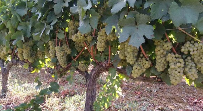 chardonnay2