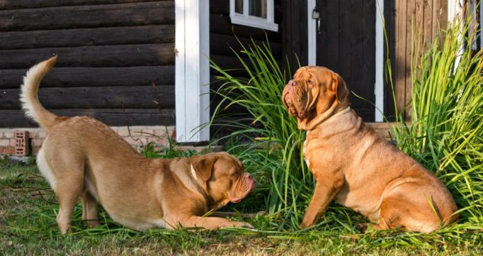 Μυστηριώδης θανατηφόρα ασθένεια πλήττει δεκάδες σκυλιά στη Νορβηγία