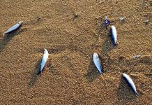 Γέμισε με νεκρά ψάρια η ακτή της Ραψάνης στη Καβάλα (φωτός)