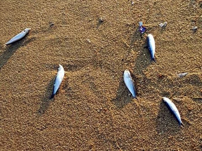 Γέμισε με νεκρά ψάρια η ακτή της Ραψάνης στη Καβάλα (φωτός)