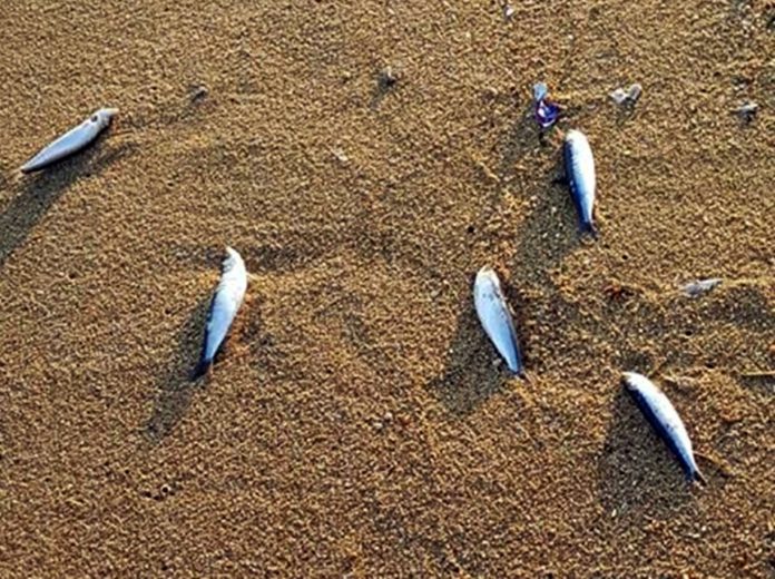 Γέμισε με νεκρά ψάρια η ακτή της Ραψάνης στη Καβάλα (φωτός) Γέμισε με νεκρά ψάρια η ακτή της Ραψάνης στη Καβάλα (φωτός)