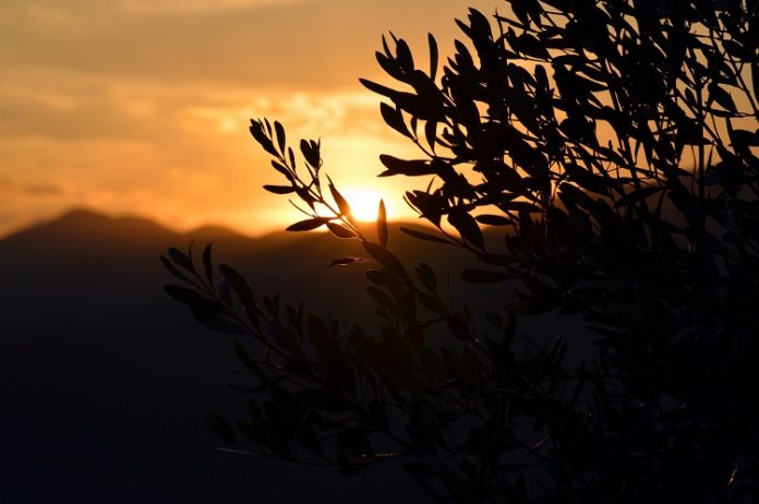 Ιταλός Ευρωβουλευτής: Πανευρωπαϊκό φαινόμενο, το ξέπλυμα χρήματος μέσω αγροτικής γης Ιταλός Ευρωβουλευτής: Πανευρωπαϊκό φαινόμενο, το ξέπλυμα χρήματος μέσω αγροτικής γης