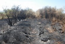 Καταστροφές από πυρκαγιά στην προστατευόμενη περιοχή Αλυκής Κίτρους