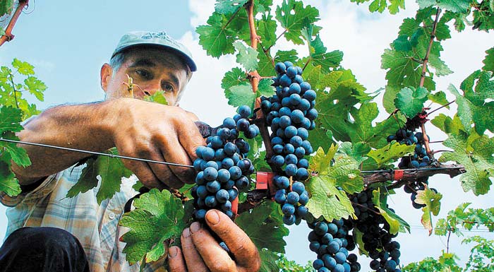 7chiliaro-grafei-svinei-tin-lista-me-ta-epilexima-proionta-to-ypaat-171269