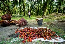 Μαλαισία: Η βιομηχανία φοινικέλαιου ευθύνεται για την αποψίλωση του 39% των δασών του νησιού Βόρνεο